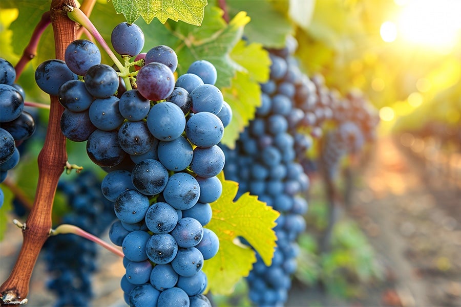 米国産のコンコードというぶどう品種のぶどうジュースです。 ※画像はイメージです。