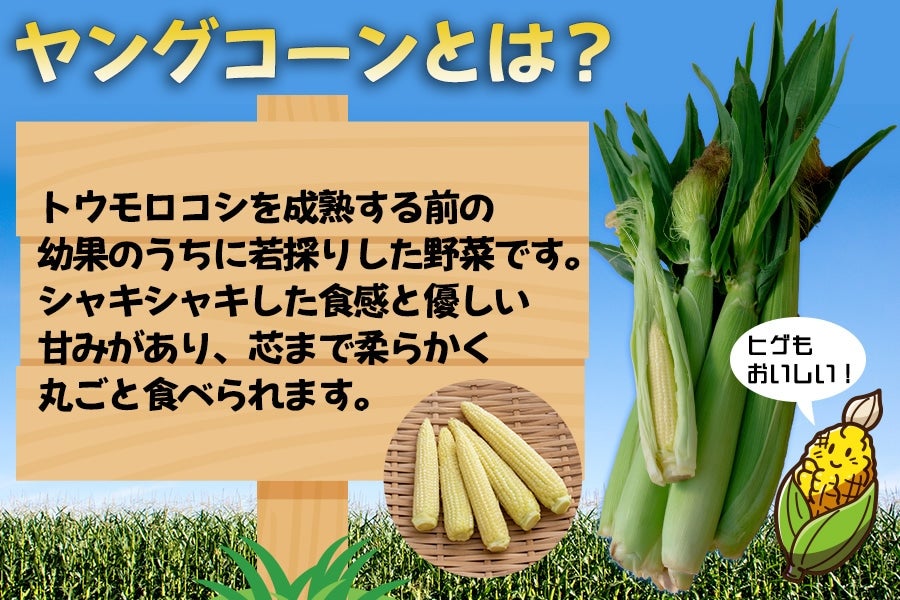 【ヤングコーン】みずみずしく、シャキっとした食感です! ※画像はイメージです。