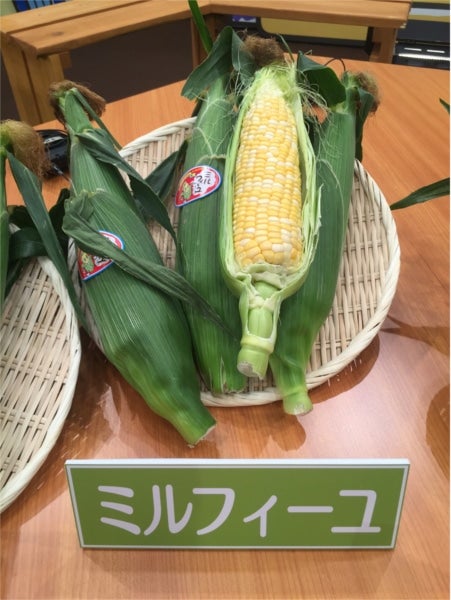 【山梨県市川三郷町産】 とうもろこし【ミルフィーユ】約4.5kg(10本入り )6月1日頃より発送予定【収穫当日発送】