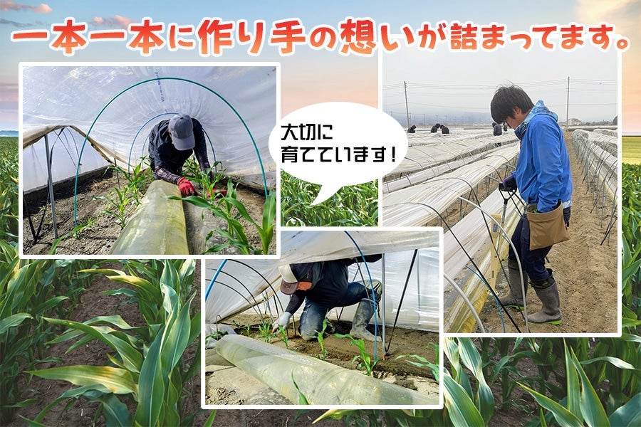 株式会社アグリ甲斐。農家と人を守り、育てます!