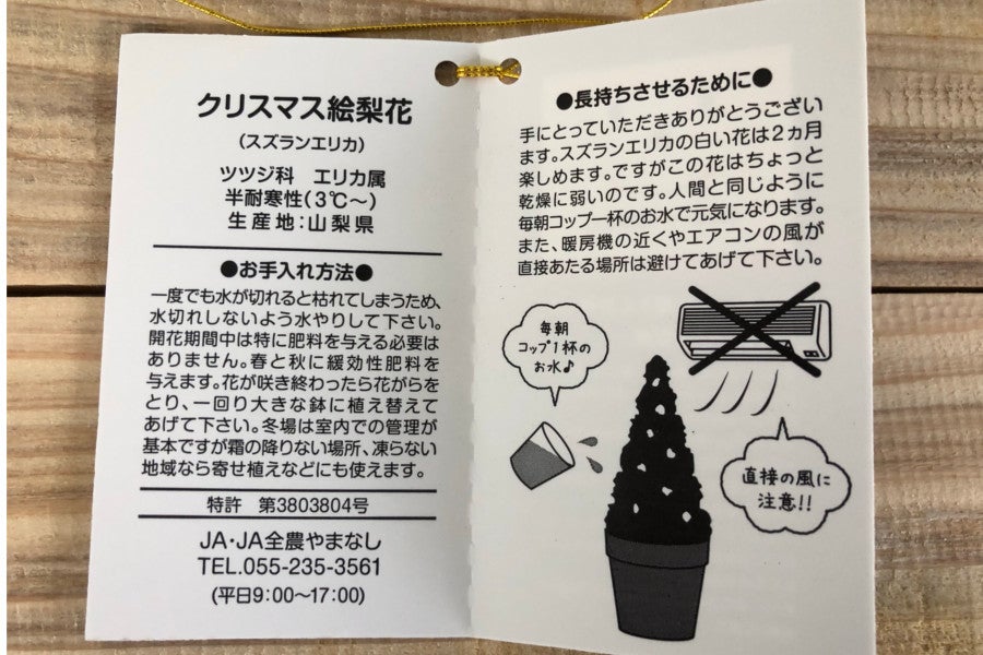 産地直送 通販 お取り寄せ クリスマス お歳暮 クリスマス絵梨花 ４号鉢 フルーツ王国やまなし ｊａタウン