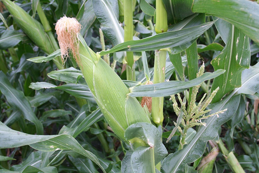 とうもろこし【ゴールドラッシュ】約5kg(12〜14本入り)6月15日頃より発送