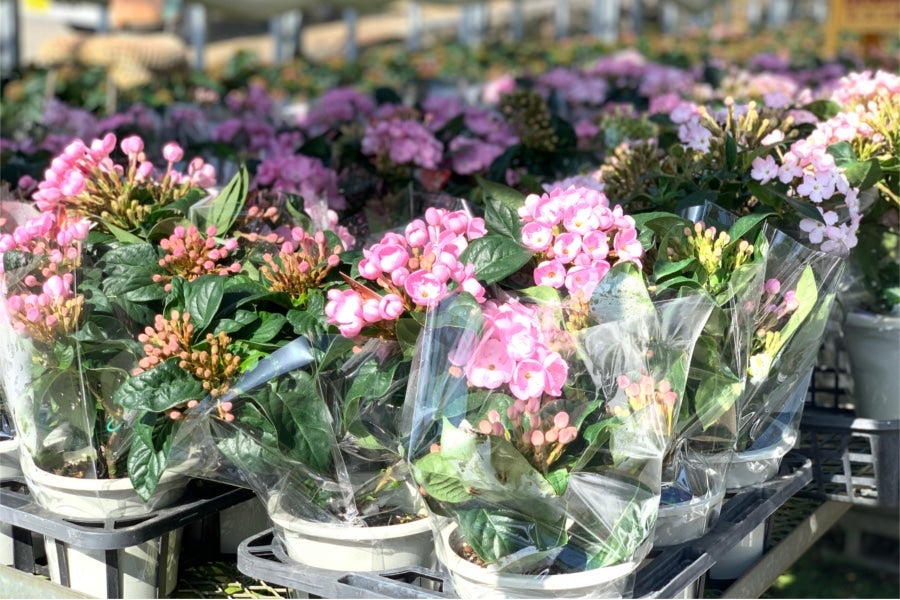 コミフォラ フンベルティ 鉢付き 中村桜士 コミフォラ フンベルティ 鉢