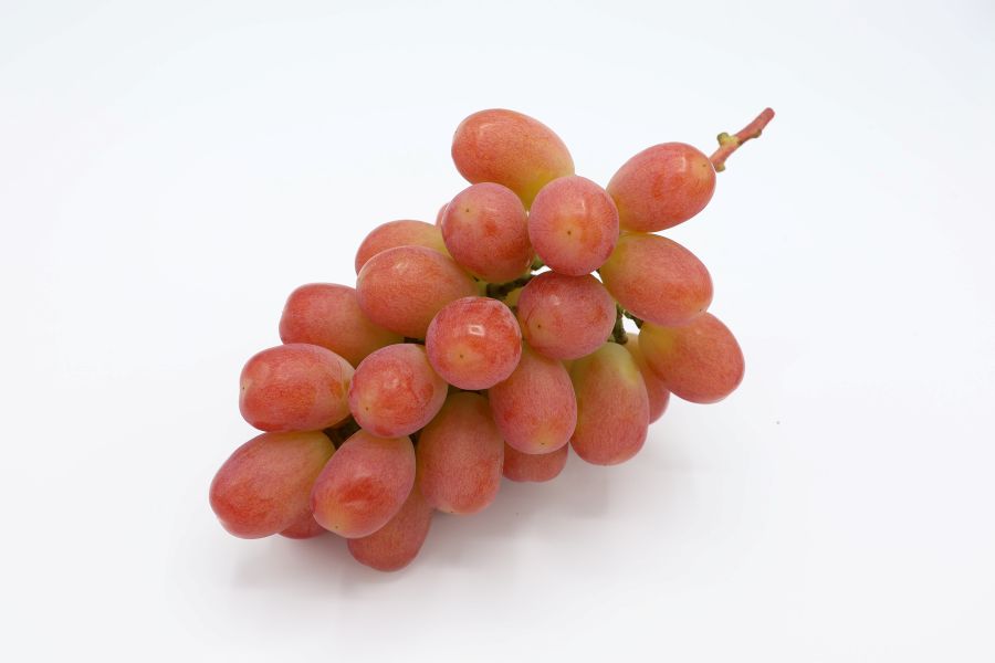 サンシャインレッド 約500g 1房入り 9月上旬から中旬お届け: フルーツ