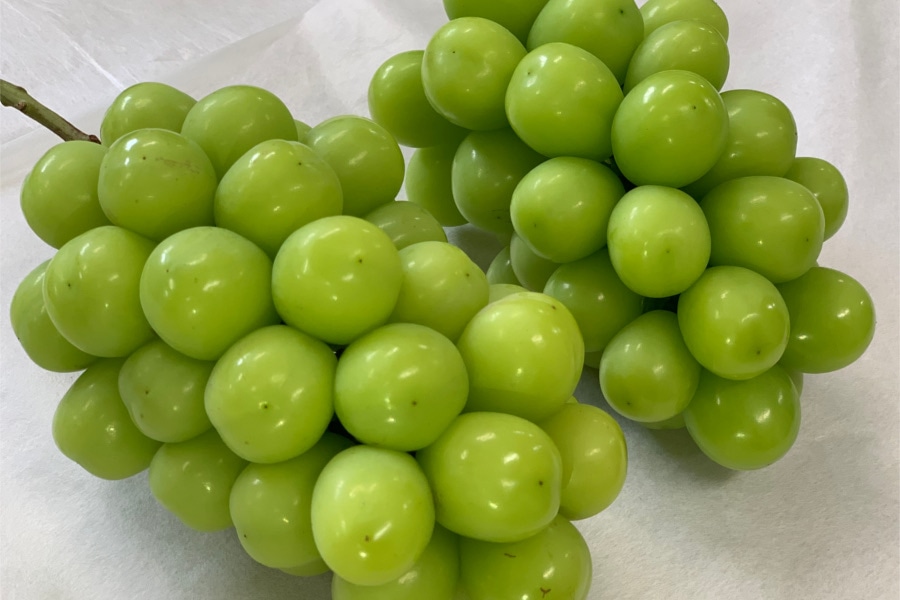 シャインマスカット 約1.2kg 2房入り 10月上旬お届け: フルーツ王国