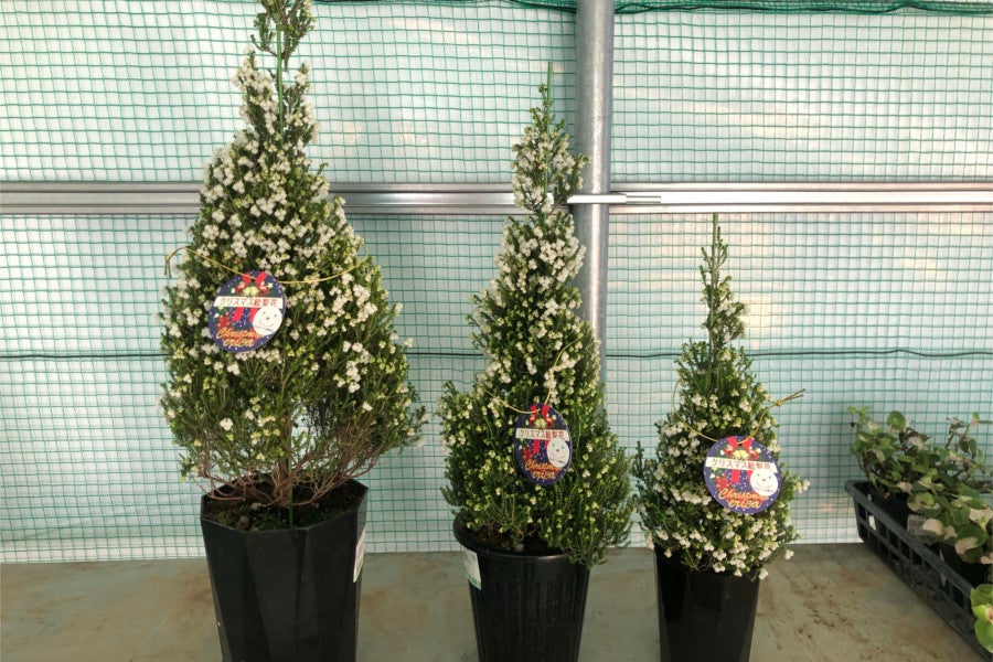 産地直送 通販 お取り寄せ クリスマス クリスマス絵梨花 ６号鉢 フルーツ王国やまなし ｊａタウン