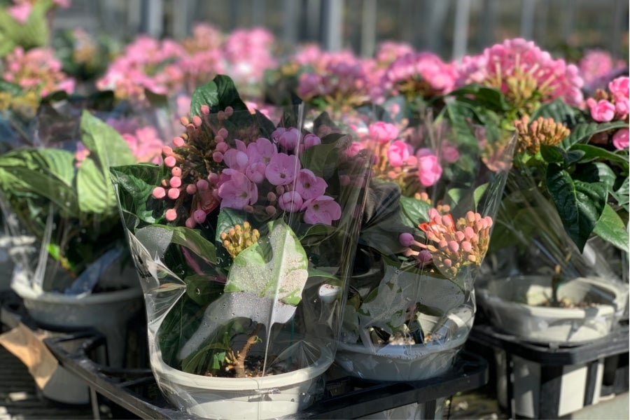 におい桜 5号鉢: フルーツ王国やまなし|【JAタウン】産地直送 通販