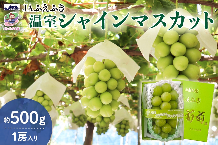 JAふえふき】温室シャインマスカット 約500g 1房 6月下旬頃から発送