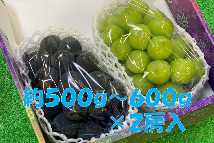 敬老の日】シャインマスカット・種無し巨峰詰合せ 9月17日発送予定