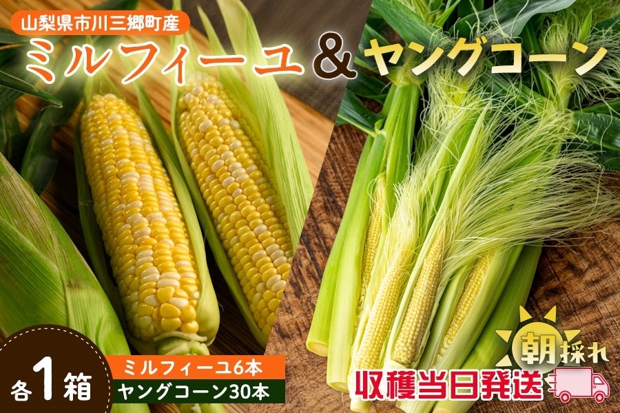 【山梨県市川三郷町産】ミルフィーユ&ヤングコーンセット(6本&30本入り)5月30日頃より発送予定【収穫当日発送】