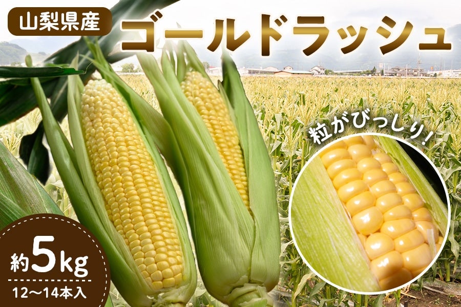とうもろこし【ゴールドラッシュ】約5kg(12〜14本入り)6月15日頃より発送
