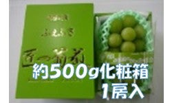 【JAふえふき】温室シャインマスカット　約500g　1房　6月20日頃から発送
