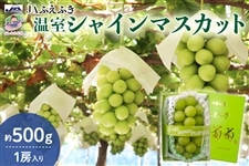 JAふえふき】温室シャインマスカット 約500g 1房 6月下旬頃から発送