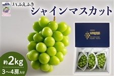 JAふえふき】シャインマスカット 約2kg 3～4房入り 9月中旬～下旬お