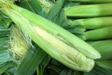 ysOYzOR[@2kg@(25{`35{)@5{蔭\ynz