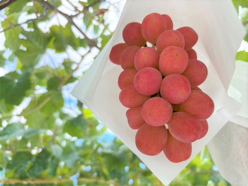 �y�J�S���z�R�����Y�T���V���C�����b�h�@1�[����i��500g�j