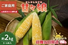 �y�R�����s��O�����Y�z���ƒ�p�@�ÁX���@��2kg�i5�`6�{����j6��12������蔭���\��y���n���������z