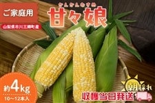 �y�R�����s��O�����Y�z���ƒ�p�@�ÁX���@��4kg�i10�`12�{����j6��12������蔭���\��y���n���������z