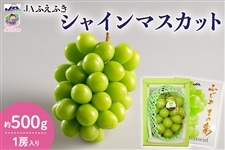 JAふえふき】シャインマスカット 約500g 1房入り 9月中旬～下旬お届け