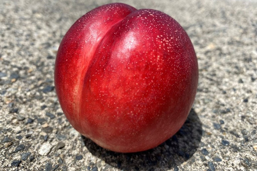 JAグリーン長野 ネクタリン(サマークリスタル) 約2.8kg(約700g×4パック