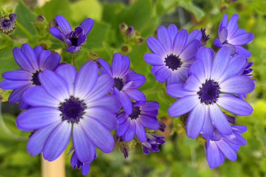 JAグリーン長野 サイネリア 切り花10本(2色・約55cm) 3月1日以降発送