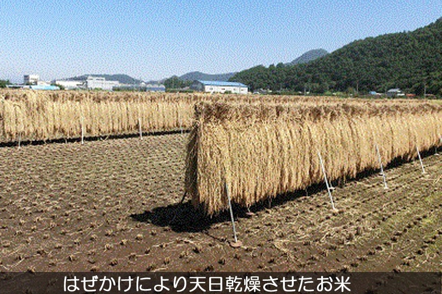 産地直送 通販 お取り寄せ関川農園はぜかけ米コシヒカリ 10kg 令和2年度産 信州の環境にやさしい農産物認証 エコファーマー 認定農園 全農長野 僕らはおいしい応援団 jaタウン 産地直送 通販 お取り寄せ関川農園はぜかけ米コシヒカリ 10kg 令和2年度産 信州の環境にやさしい農産物認証 エコファーマー 認定農園 全農長野 僕らはおいしい応援団 jaタウン