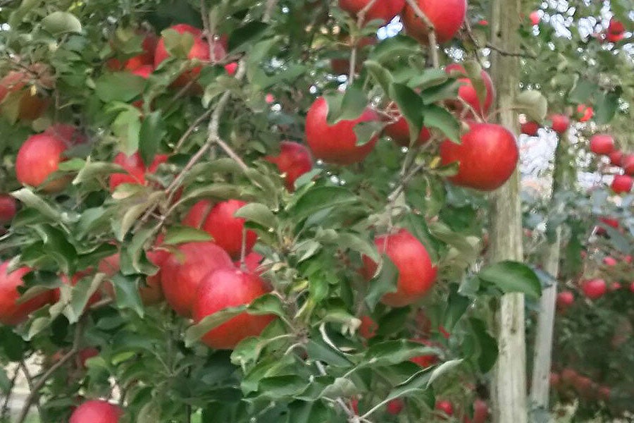 信州みのり農園サンふじ 家庭用小玉 約9.5kg(40-46玉)【台風19号災害