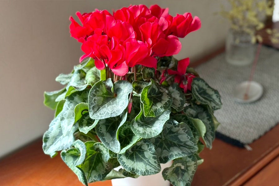 善光寺平宮沢農園 シクラメン 【ピンク】5号鉢 12月10日-15日発送