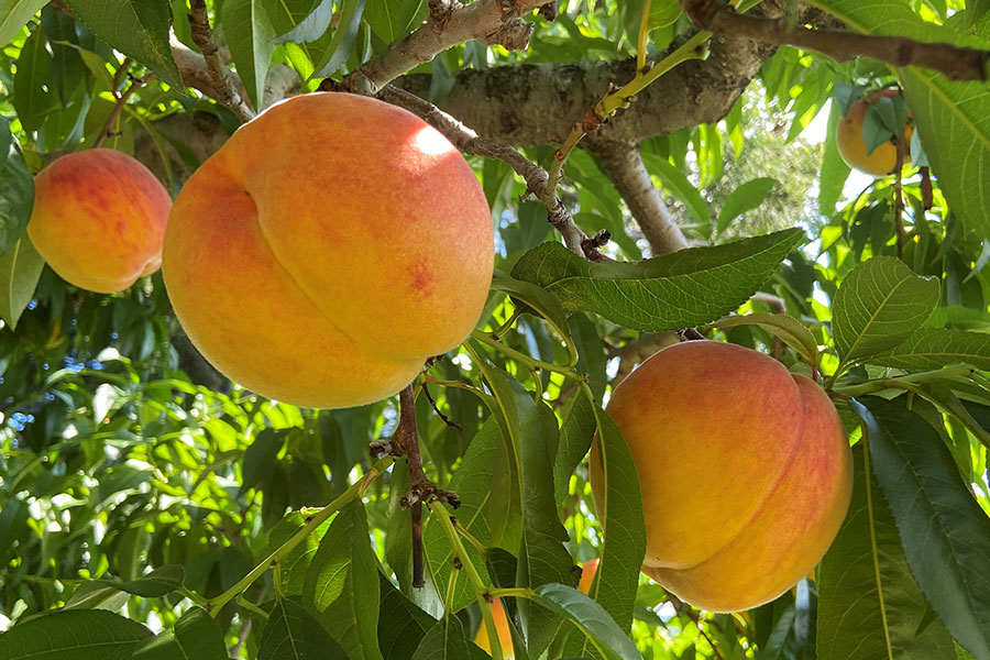 Daddy's Orchard ワッサー 約2.3kg(7-10玉) 8月16日-31日頃発送: 全農