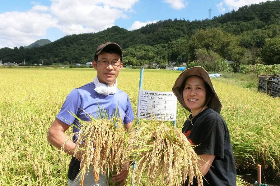 長野県産 コシヒカリ はぜかけ米 白米 令和５年度 3キロ - 米