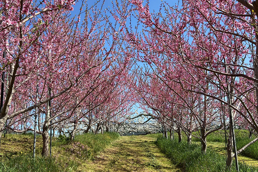 Daddy's Orchard ワッサー 約2.3kg(7-10玉) 8月16日-31日頃発送: 全農