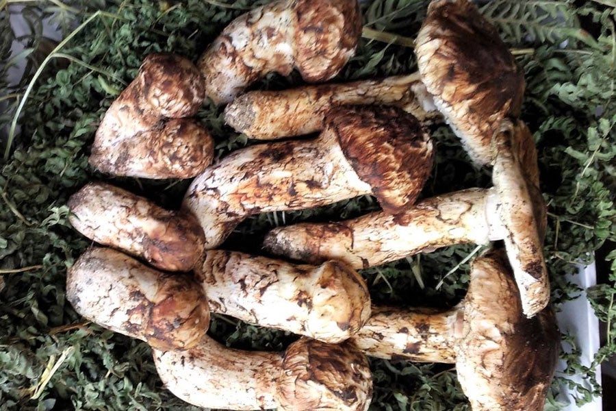 JA上伊那 信州上伊那産 松茸 約200g(不揃い) 10月10日-31日頃