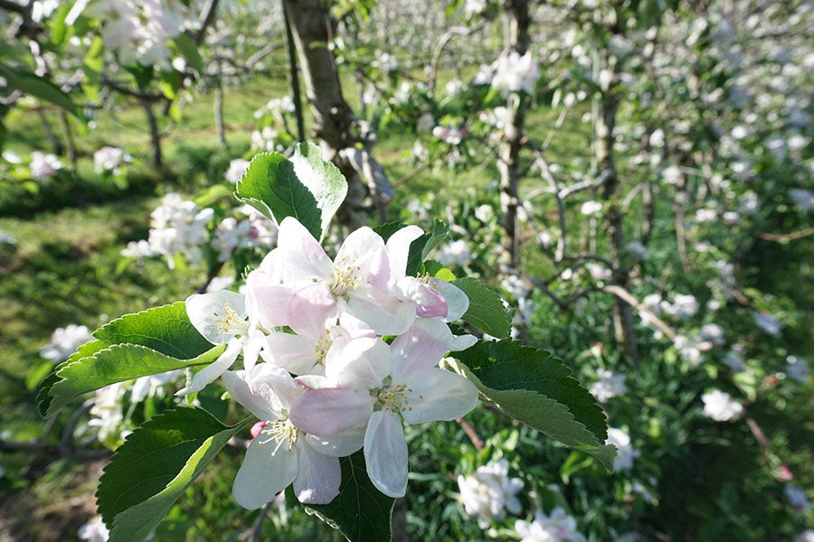 【2025パロマCP】※11月下旬〜12月上旬発送 JAみなみ信州 サンふじ 秀 約2.5kg(9-10玉)