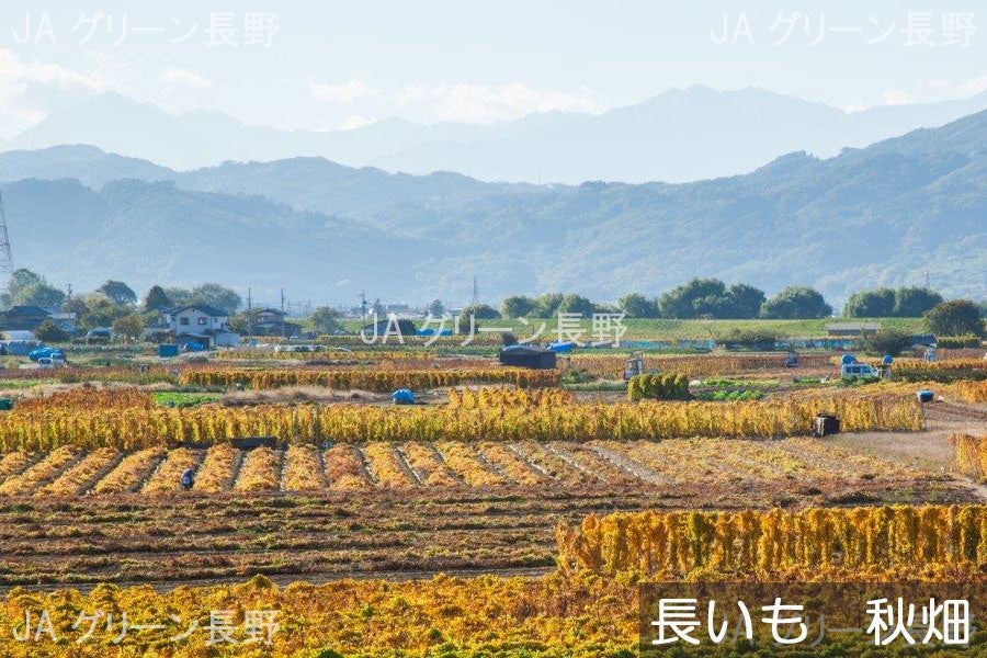 全農長野　JAグリーン長野　僕らはおいしい応援団|【ＪＡタウン】産地直送　松代産長いも　約3kg(2本)【秋掘り】11月6日以降発送:　通販　お取り寄せ