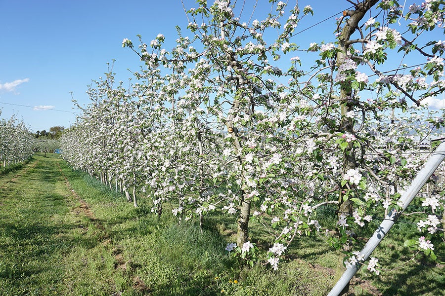 【2025パロマCP】※11月下旬〜12月上旬発送 JAみなみ信州 サンふじ 秀 約2.5kg(9-10玉)