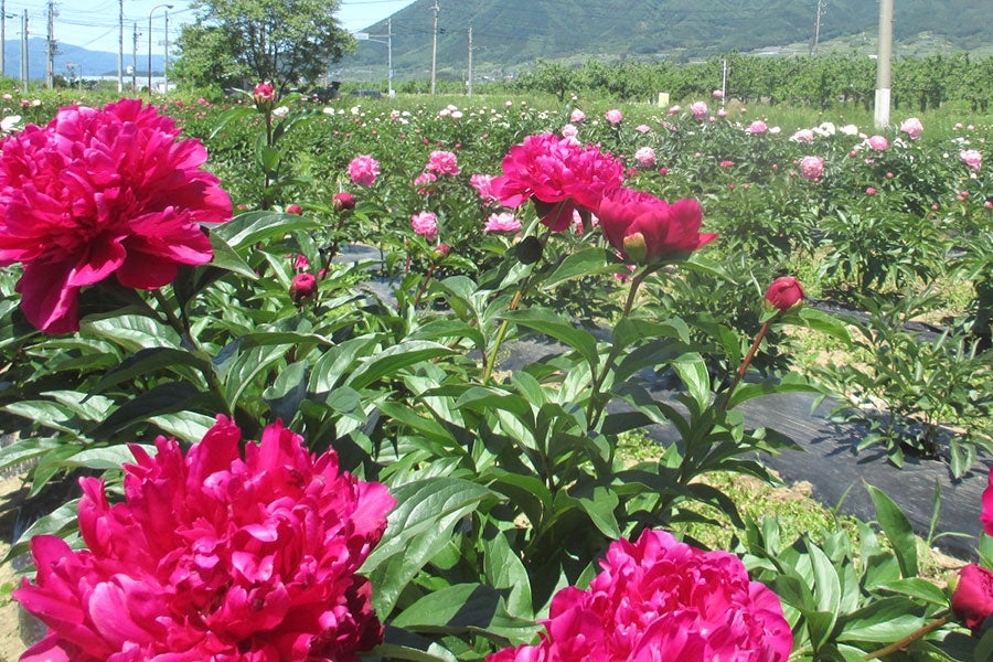 中野市ではシャクヤクの栽培が盛んです。
