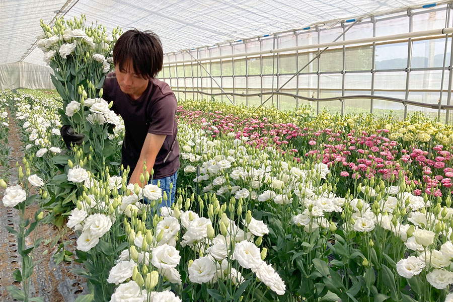 JA上伊那 トルコギキョウ ギフト包装10本: 全農長野 僕らはおいしい