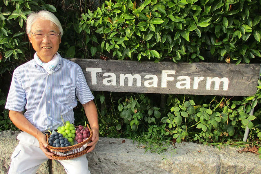 タマファーム クイーンルージュ 大房1房(約700g): 全農長野 僕らは