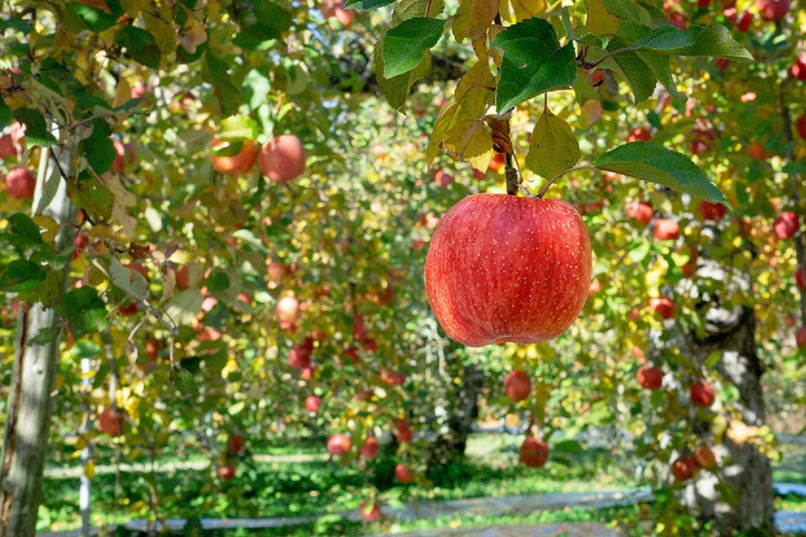 【2025パロマCP】※11月下旬〜12月上旬発送 JAみなみ信州 サンふじ 秀 約2.5kg(9-10玉)