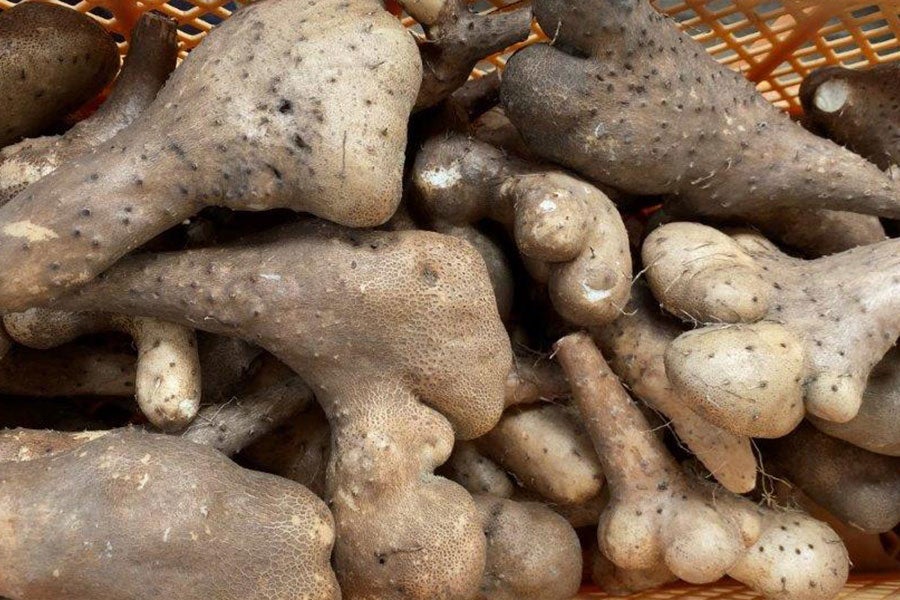 出荷中】 長いも 北海道産 訳あり 長芋 2.5kg (掘りキズ・折れ