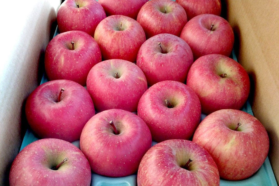 産地直送 通販 お取り寄せつがね農園サンふじ 約9 5kg 24 36玉 12月10日以降順次発送 全農長野 僕らはおいしい応援団 jaタウン