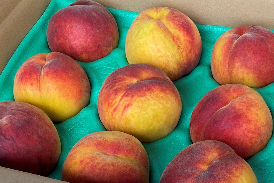 長野産ワッサーB品 10キロ Daddy's Orchard ワッサー 約2.3kg(7-10玉) 8月16日-31日頃発送: 全農