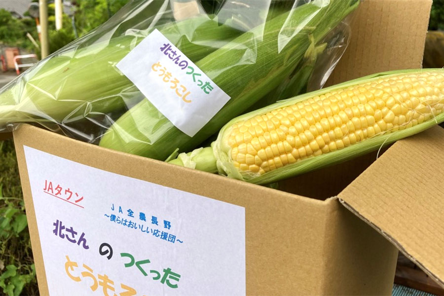 北沢農園 北さんのとうもろこし ゴールドラッシュ 2L 約4kg(11-12本) 7