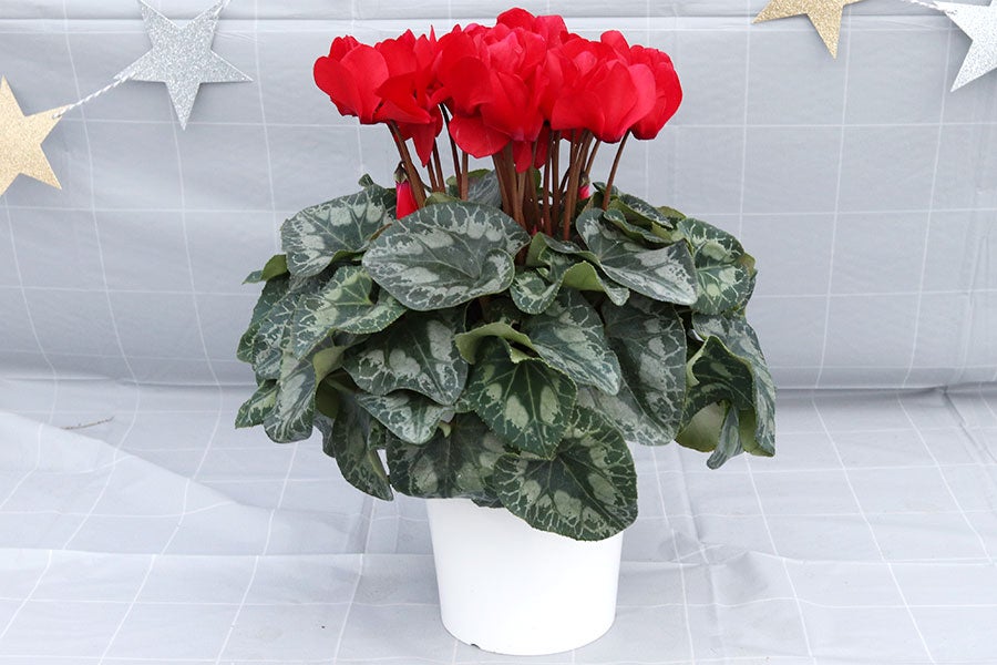 善光寺平宮沢農園 シクラメン 【赤】5号鉢 12月10日-15日発送: 全農