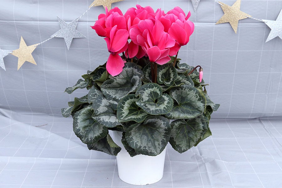 善光寺平宮沢農園 シクラメン 【ピンク】5号鉢 12月10日-15日発送