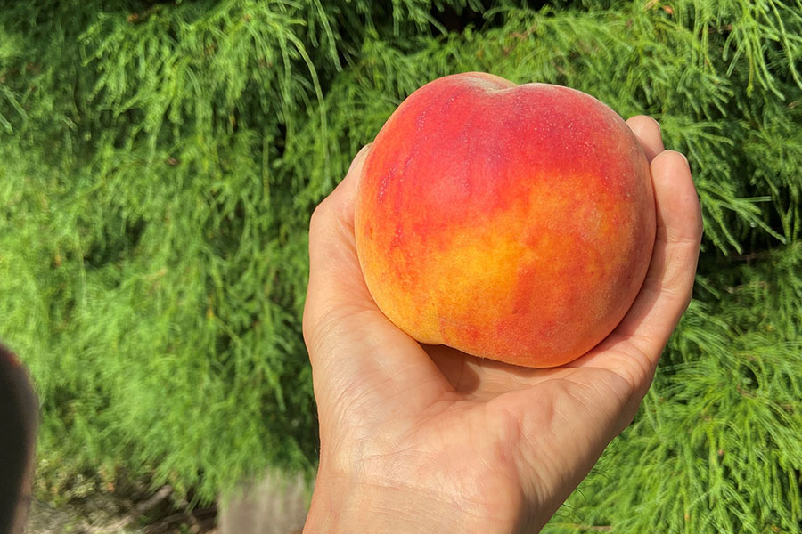 Daddy's Orchard ワッサー 約2.3kg(7-10玉) 8月16日-31日頃発送: 全農