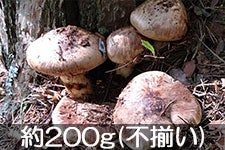 JAɓ MBɓߎY  200g(s) 1010-31