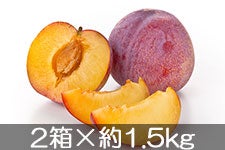 JAs Mz(v) 2×1.5kg(9-10) 85ȍ~