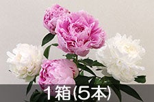 JA����s �V���N���N (�n�E�X�͔|)1��(�s���N3�{�E��2�{) 4��28���ȍ~����