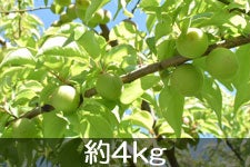 i`݂ȂݐMB ~ 4-6LTCY 4kg 521ȍ~
